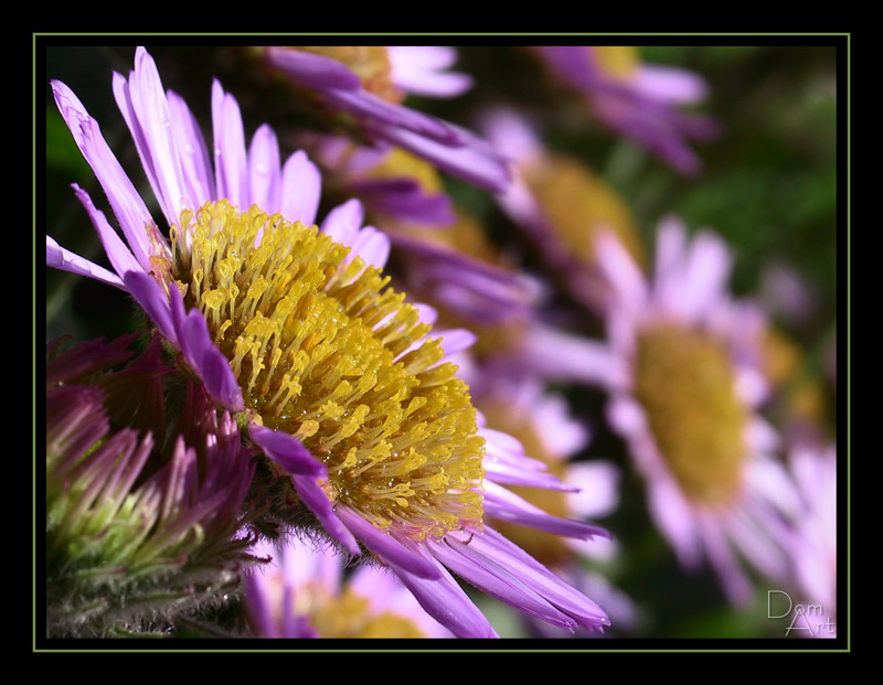 Normandie fleur1.jpg